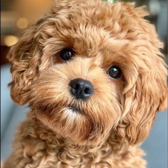 Meet your Posher, Steve - Picture 1 of 1